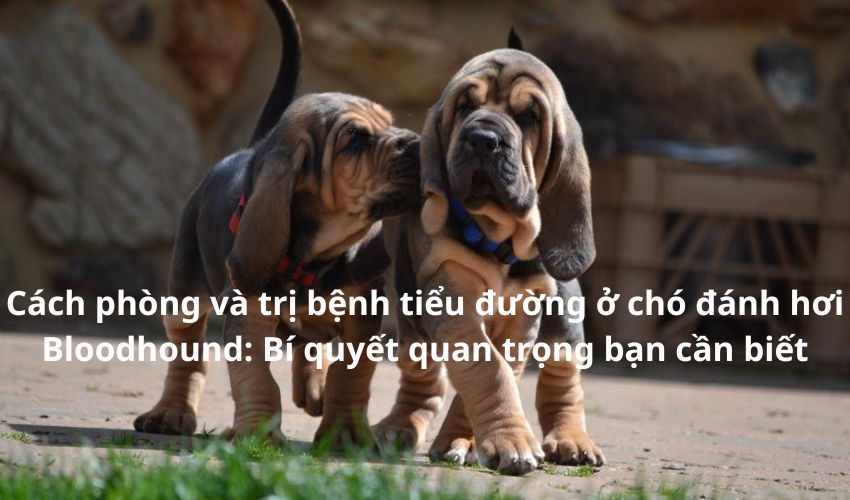 Cách phòng và trị bệnh tiểu đường ở chó đánh hơi Bloodhound: Bí quyết quan trọng bạn cần biết Cách phòng và trị bệnh tiểu đường ở chó đánh hơi Bloodhound: Bí quyết quan trọng bạn cần biết