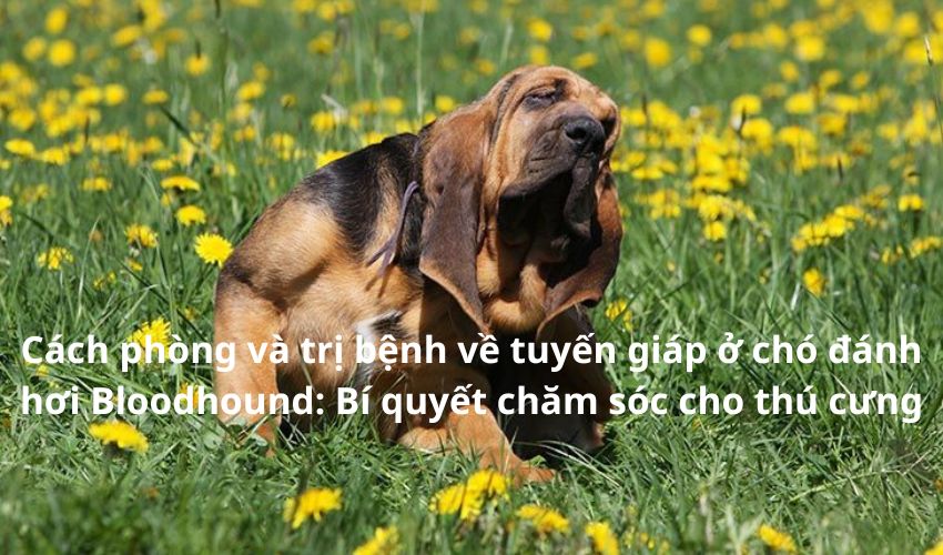 Cách phòng và trị bệnh về tuyến giáp ở chó đánh hơi Bloodhound: Bí quyết chăm sóc cho thú cưng Cách phòng và trị bệnh về tuyến giáp ở chó đánh hơi Bloodhound: Bí quyết chăm sóc cho thú cưng