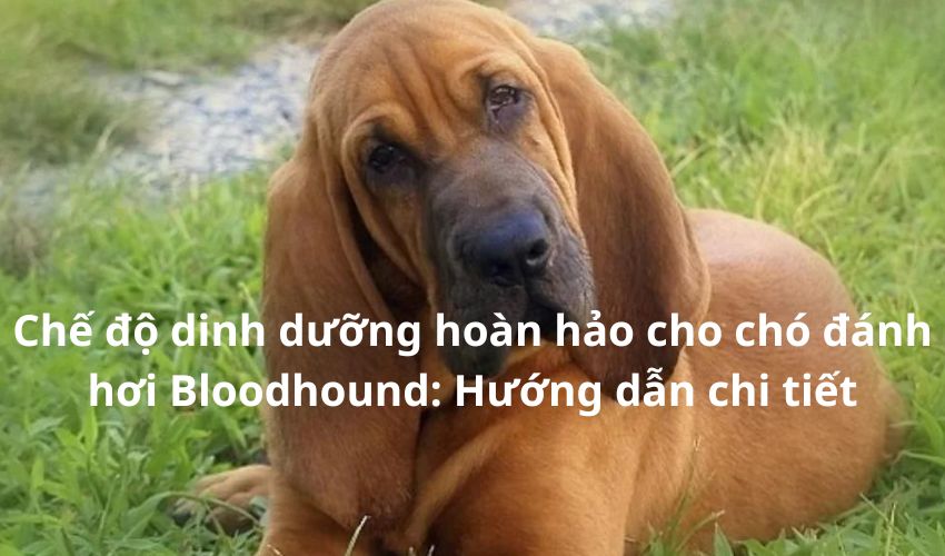 Chế độ dinh dưỡng hoàn hảo cho chó đánh hơi Bloodhound: Hướng dẫn chi tiết Chế độ dinh dưỡng hoàn hảo cho chó đánh hơi Bloodhound: Hướng dẫn chi tiết