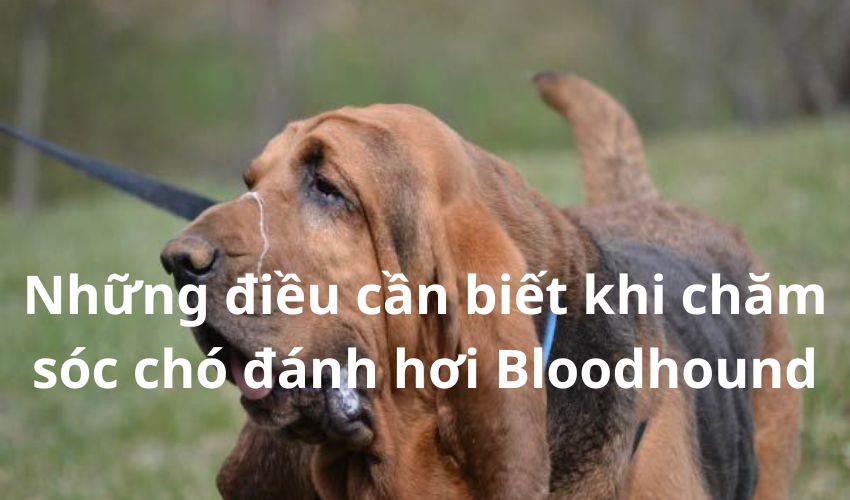Những điều cần biết khi chăm sóc chó đánh hơi Bloodhound Những điều cần biết khi chăm sóc chó đánh hơi Bloodhound