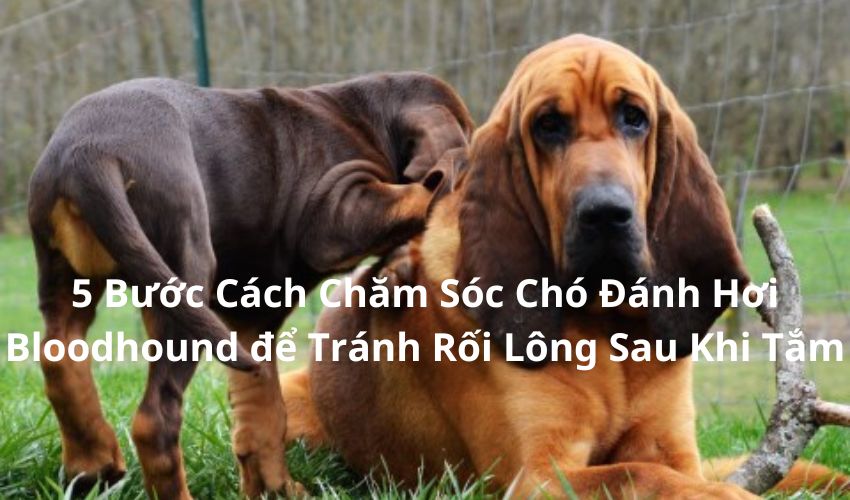 5 Bước Cách Chăm Sóc Chó Đánh Hơi Bloodhound để Tránh Rối Lông Sau Khi Tắm 5 Bước Cách Chăm Sóc Chó Đánh Hơi Bloodhound để Tránh Rối Lông Sau Khi Tắm