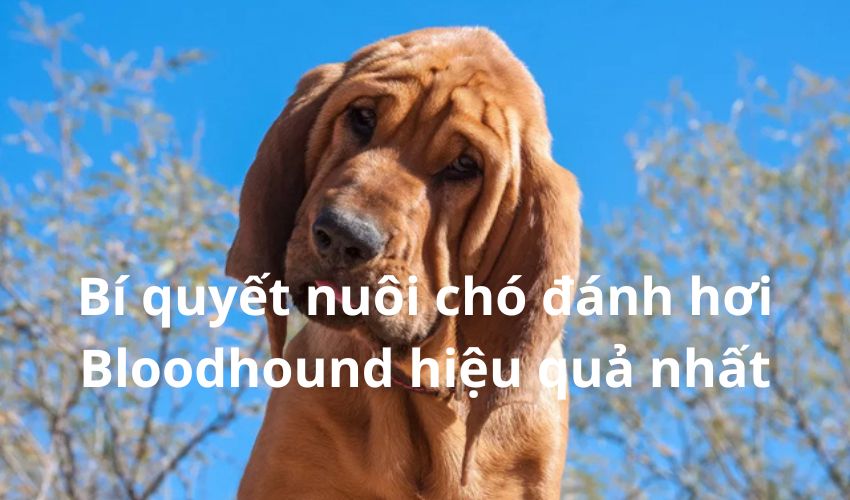 Bí quyết nuôi chó đánh hơi Bloodhound hiệu quả nhất Bí quyết nuôi chó đánh hơi Bloodhound hiệu quả nhất