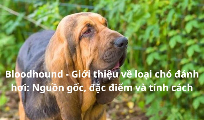 Bloodhound – Giới thiệu về loại chó đánh hơi: Nguồn gốc, đặc điểm và tính cách Bloodhound – Giới thiệu về loại chó đánh hơi: Nguồn gốc, đặc điểm và tính cách