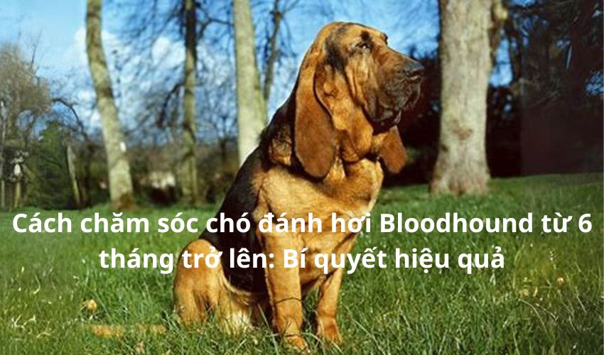 Cách chăm sóc chó đánh hơi Bloodhound từ 6 tháng trở lên: Bí quyết hiệu quả Cách chăm sóc chó đánh hơi Bloodhound từ 6 tháng trở lên: Bí quyết hiệu quả