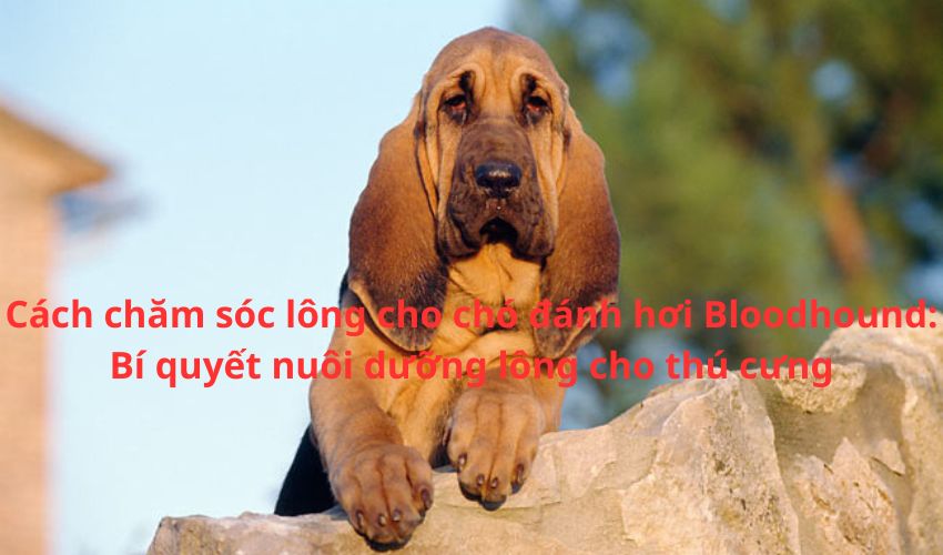 Cách chăm sóc lông cho chó đánh hơi Bloodhound: Bí quyết nuôi dưỡng lông cho thú cưng Cách chăm sóc lông cho chó đánh hơi Bloodhound: Bí quyết nuôi dưỡng lông cho thú cưng