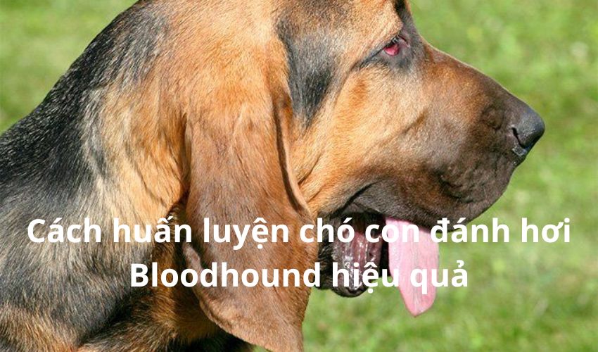 Cách huấn luyện chó con đánh hơi Bloodhound hiệu quả Cách huấn luyện chó con đánh hơi Bloodhound hiệu quả
