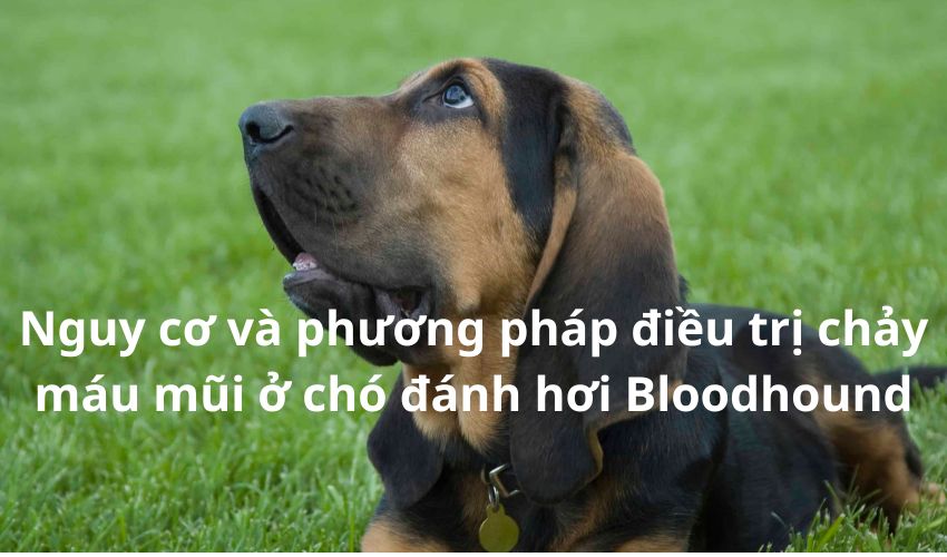 Nguy cơ và phương pháp điều trị chảy máu mũi ở chó đánh hơi Bloodhound Nguy cơ và phương pháp điều trị chảy máu mũi ở chó đánh hơi Bloodhound