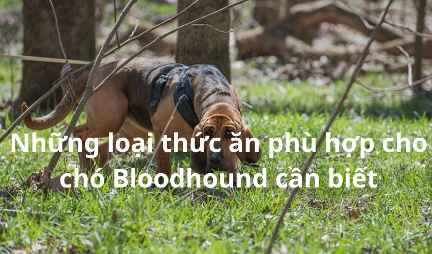 Những loại thức ăn phù hợp cho chó Bloodhound cần biết Những loại thức ăn phù hợp cho chó Bloodhound cần biết